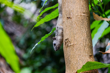 Naughty brown skin is looking for food on the trees in nature.