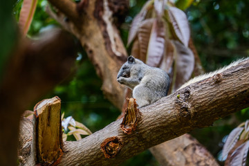 Naughty brown skin is looking for food on the trees in nature.