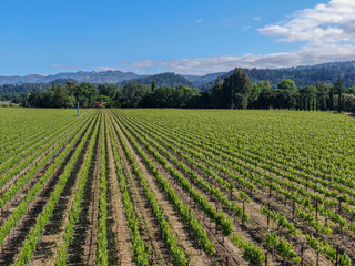 Fototapeta na wymiar Aerial view of wine vineyard in Napa Valley during summer season. Napa County, in California's Wine Country, part of the North Bay region of the San Francisco Bay Area. Vineyards landscape.