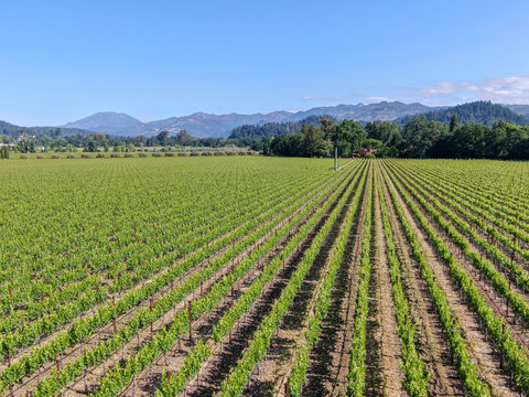 Aerial View Of Wine Vineyard In Napa Valley During Summer Season. Napa County, In California's Wine Country, Part Of The North Bay Region Of The San Francisco Bay Area. Vineyards Landscape.