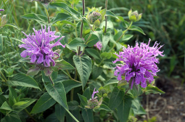 Canada_Calgary_Nose Hill_2