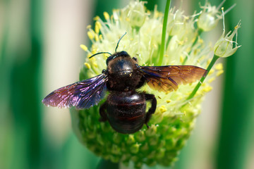 Xylocopa valga wild wooden bee insect harvesting pollen on onion stamens bloom, macro photo