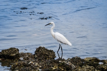 Pelicans explore rocks at the beach to find food.
