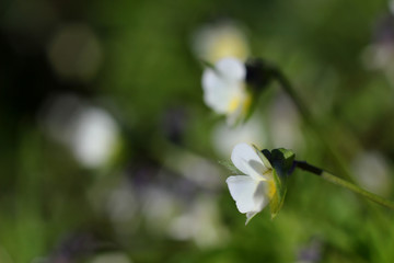 beautiful wildflowers in macro photography