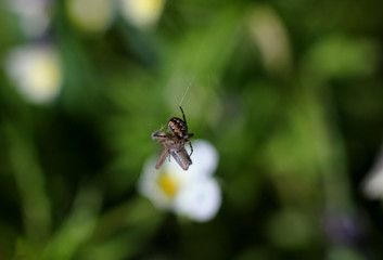 spider slaughters his sacrifice on blurred natural background