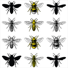 Small Print Illustrations of Honey Bee, Wasp and Bumblebee