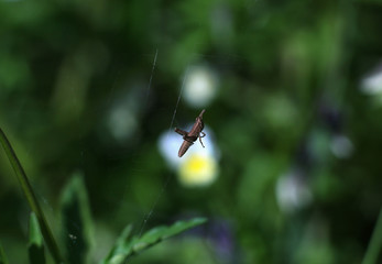 spider slaughters his sacrifice on blurred natural background