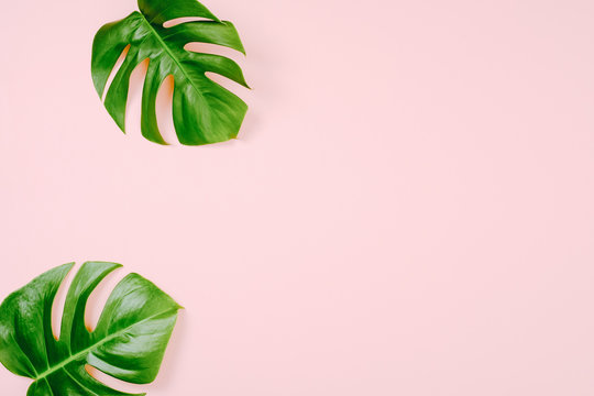 Tropical leaves Monstera on pink background with space for a text. Flat lay, top view, pastel colors, summer minimal concept