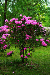Beautiful tree in the garden with blooming pink flowers in spring on a sunny day