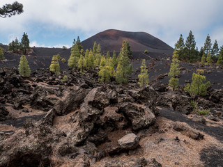 Black ashes of canary pine after forest fire at Teide National park.