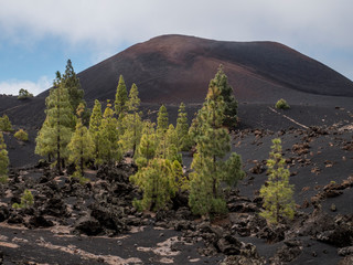 Black ashes of canary pine after forest fire at Teide National park.
