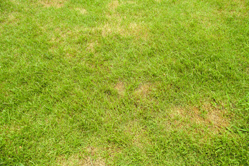 Pests and disease cause amount of damage to green lawns, lawn in bad condition and need maintaining.