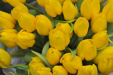 Fototapeta premium Tulipany