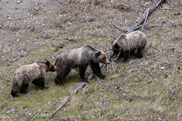 Bear Family in Glacier National Park