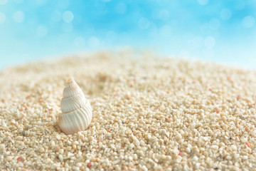 貝殻　サンゴ砂　