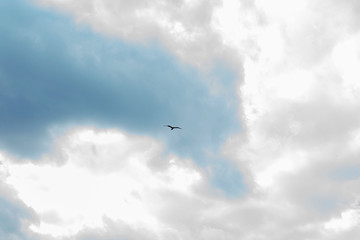 High in the sky a soaring bird against a cloudy sky