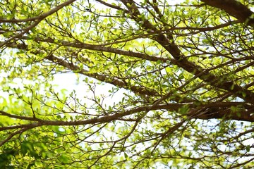 Green nature tree foliage