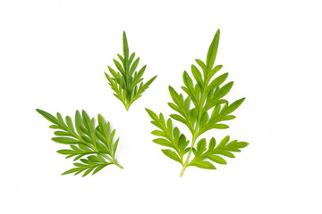 Beautiful fresh green leaf isolate on white background