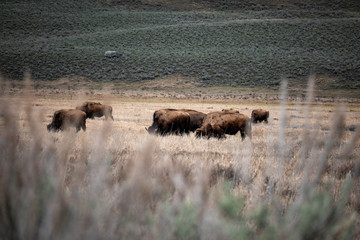 Herd of Bison Grazing at Yellowstone National Park