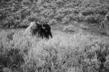 Isolated Bison in Black and White