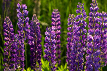 Obraz premium A lot of purple lupins bloom in the field. Glade of spring flowers. Beautiful background