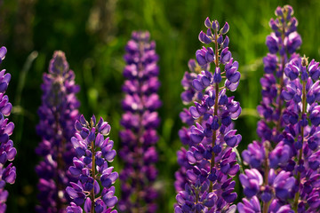 Obraz premium A lot of purple lupins bloom in the field. Glade of spring flowers. Beautiful background