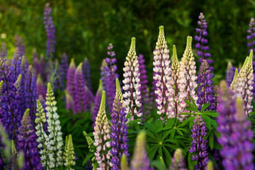 Purple and white lupins in a field against the backdrop of the forest. Glade of spring flowers. Beautiful background - obrazy, fototapety, plakaty