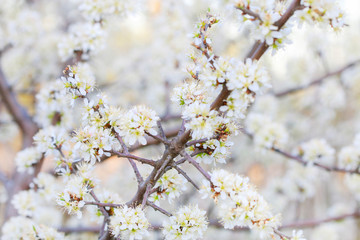 Blooming branch of hawthorn tree