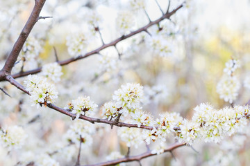 Blooming branch of hawthorn tree