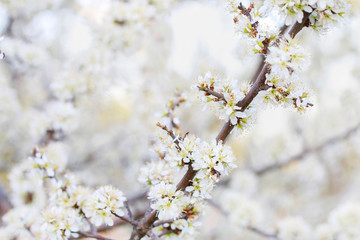 Blooming branch of hawthorn tree