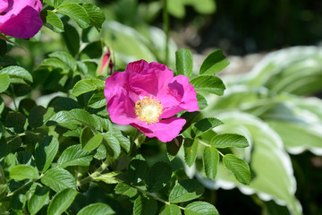 Beautiful dogrose flower close up on a bright sunny day	