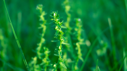 Green grass, lawn close-up. Green vegetative macro background, blur bokeh. Sunlight, spring morning, summer.