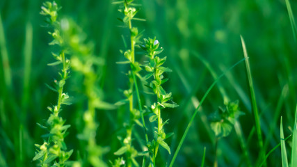 Green grass, lawn close-up. Green vegetative macro background, blur bokeh. Sunlight, spring morning, summer.