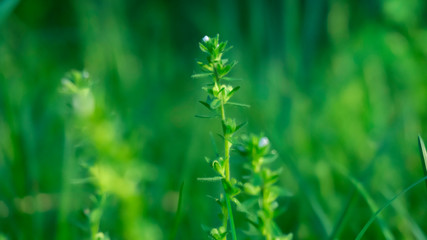 Green grass, lawn close-up. Green vegetative macro background, blur bokeh. Sunlight, spring morning, summer.