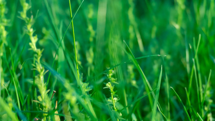 Green grass, lawn close-up. Green vegetative macro background, blur bokeh. Sunlight, spring morning, summer.