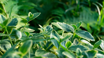 Green grass, lawn close-up. Green vegetative macro background, blur bokeh. Sunlight, spring morning, summer.