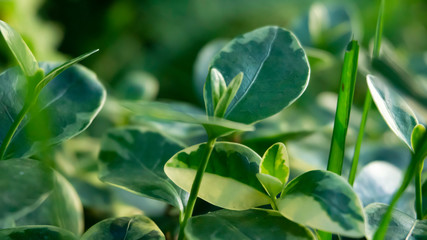 Green grass, lawn close-up. Green vegetative macro background, blur bokeh. Sunlight, spring morning, summer.