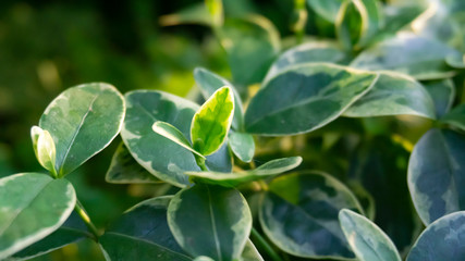 Green grass, lawn close-up. Green vegetative macro background, blur bokeh. Sunlight, spring morning, summer.