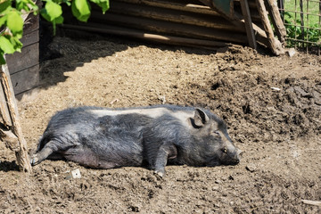 Pig lying and resting in the mud - 270528272