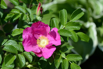 Beautiful dogrose flower close up on a bright sunny day