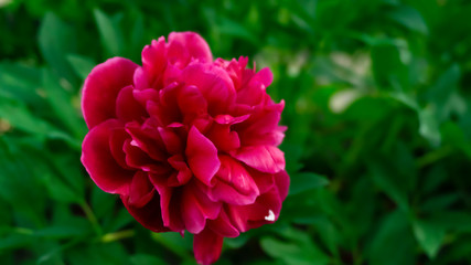 Red peony on a blurred green bokeh background. Sunlight, close-up.