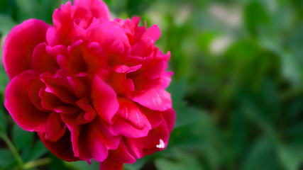 Red peony on a blurred green bokeh background. Sunlight, close-up.