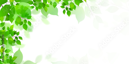 新緑 葉 緑 背景 Wall Mural Wallpaper Murals J Boy 新緑 葉 緑 背景 Wall Mural Wallpaper Murals J Boy