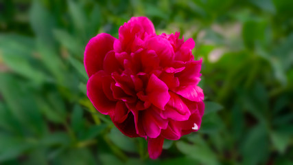 Red peony on a blurred green bokeh background. Sunlight, close-up.