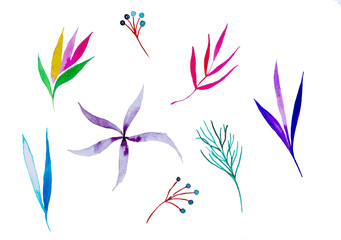 Plants painted in watercolor