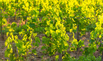 Nice vineyard in the morning