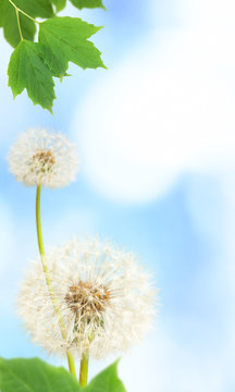 Dandelions and branchs on defocused background (the depth of field is ultra shallow)