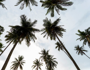 Fototapeta na wymiar Coconut palm trees in the sky background, image for summer background