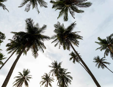 Coconut palm trees in the sky background, image for summer background
