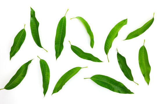 Mango leafs isolated on a white background